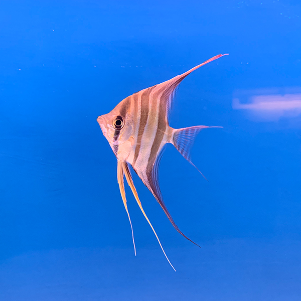 Pterophyllum Altum